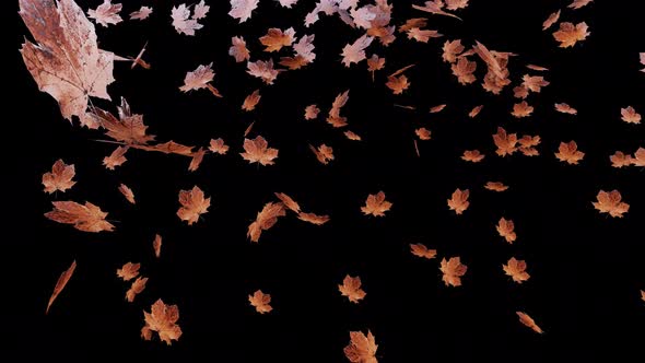 Animated Falling Autumn Leaves With Green Screen And 4K Resolution