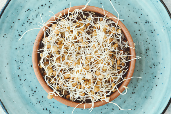 Lentil sprouts in a brown bowl on a blue plate. Germinating seeds, healthy food