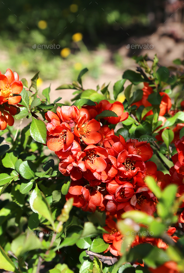 Beautiful bright flowers of spring Pigwa fruit or Apple Guince