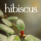 Hibiscus - Alternative Medicine and Organic Shop Theme