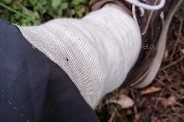 Protection against tick bites, trouser leg tucked into sock, in order to detect parasites on clothes