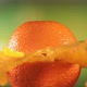 Fresh Orange Fruit Squirting and Burst with Juice in Slow Motion in Green Nature Background - VideoHive Item for Sale