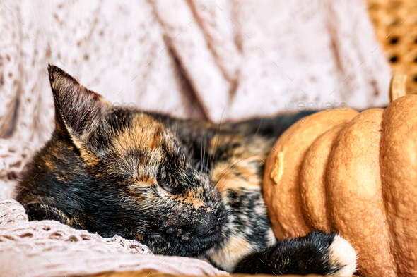 Cute Tortoiseshell Cat With Pumpkintortoiseshell Kitty Sleeping Hugging With Pumpkin Stock 5414