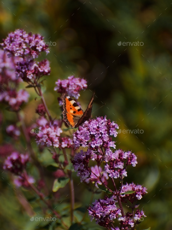 Close up photo of beautiful orange butterfly painted lady - Stock Photo - Images