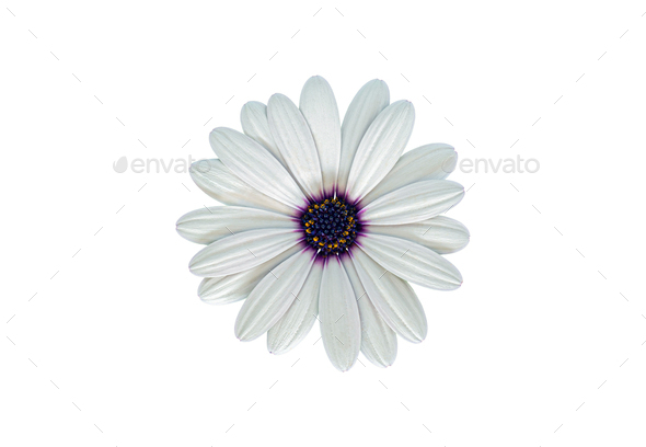 White Cape Marguerite (African Daisy) blossom, isolated on white background