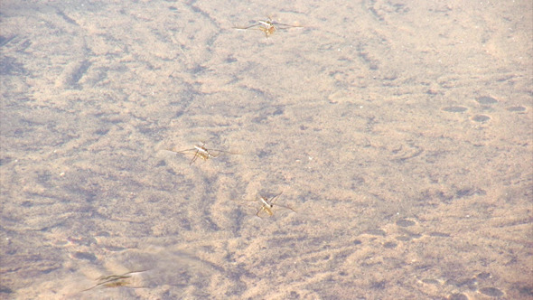 Gerris Lacustris (Common Pond Skater)