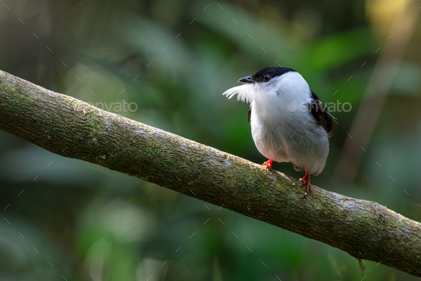 White-bearded Manakin (manacus manacus). Male jumping jack perched on a trunk