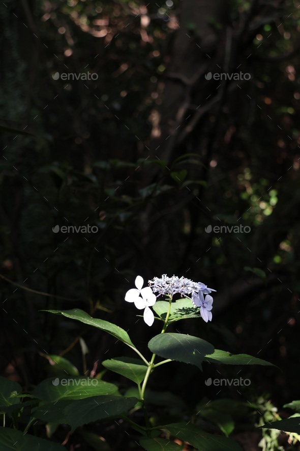 hydrangea in jeju island - Stock Photo - Images