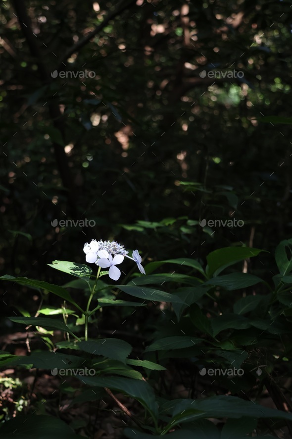 hydrangea in jeju island - Stock Photo - Images