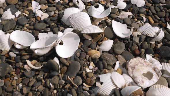 The Broken Shells on the Shore of Koijigahama Beach in Tahara Japan alt