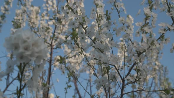 White Flowers Blackthorn Tree alt
