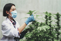 Portrait of scientist checking and analizing hemp plants, The doctor is researching marijuana - PhotoDune Item for Sale