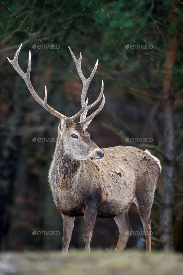 Udlevering Normal Forstad Majestic red deer stag in forest with big horn. Animal in nature habitat.  Wildlife scene Stock Photo by byrdyak