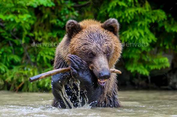 Wild Brown Bear (Ursus Arctos) on playing pond in the forest. Animal in natural habitat
