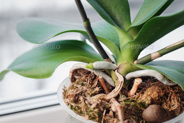 orchid-growing-new-root-phalaenopsis-orchids-cultivated-as-houseplants