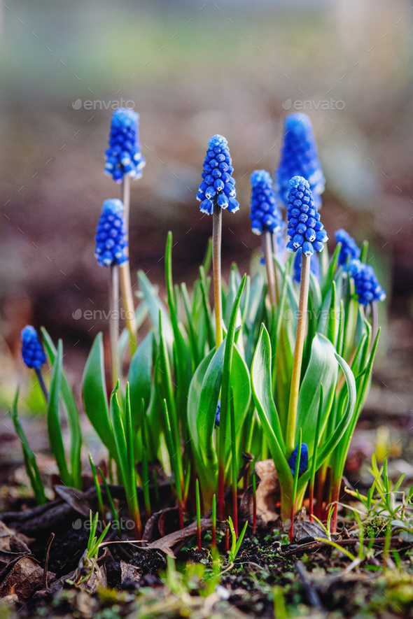 Grape Hyacinth, Muscari armeniacum - blue flowers in early spring garden - Stock Photo - Images