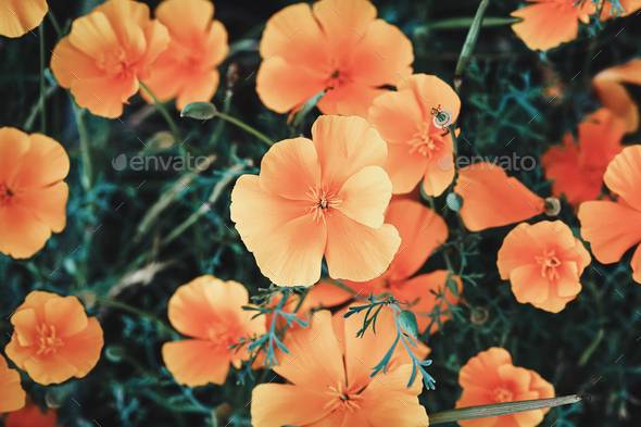 Californian Poppy - Eschscholzia californica orange flowers, overhead view, moody flower backgrounds
