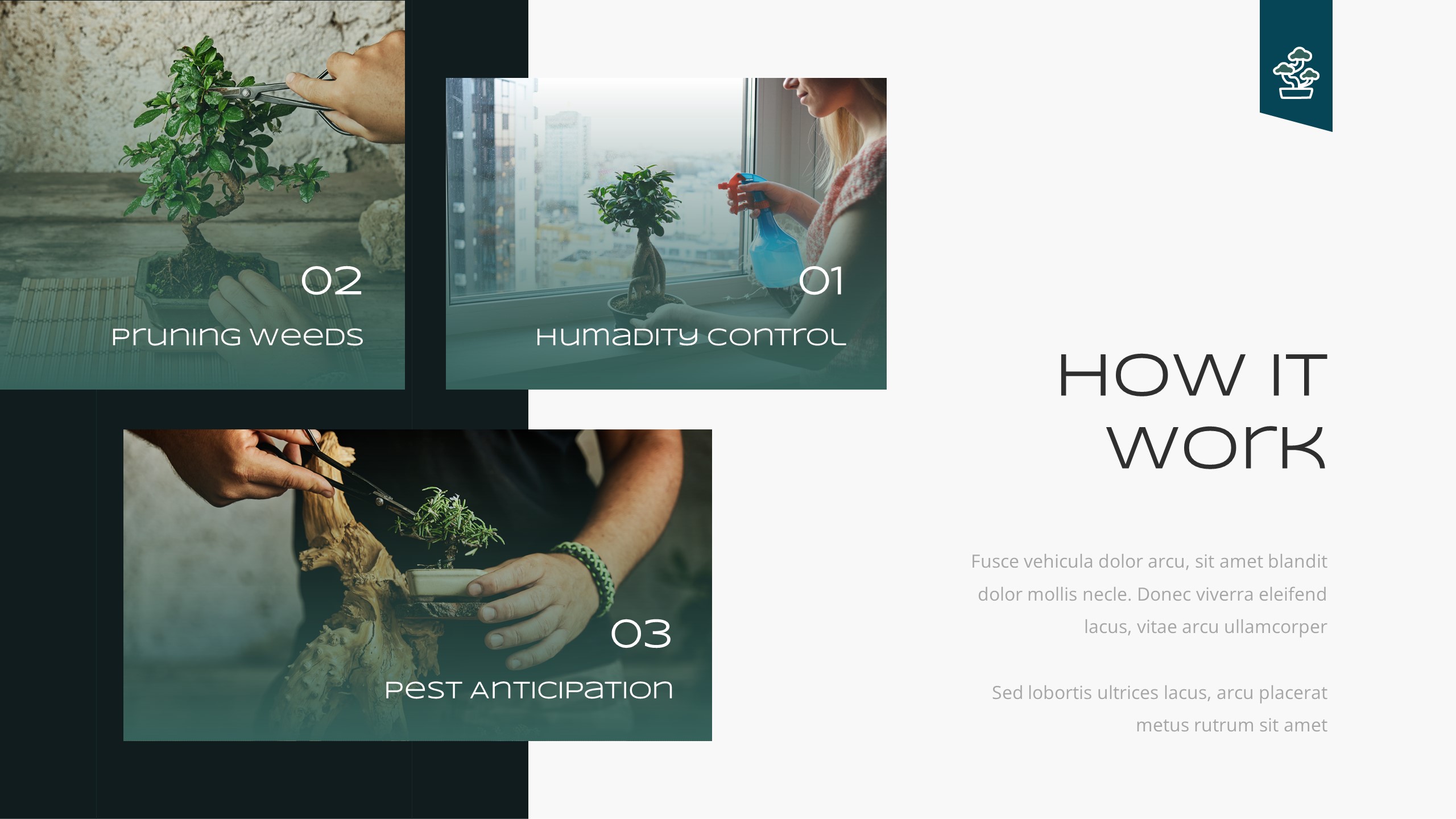 Bonsai Tree & Garden Powerpoint Template, Presentation Templates
