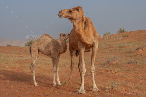 A Camel With Her Calf - Stock Photo - Images
