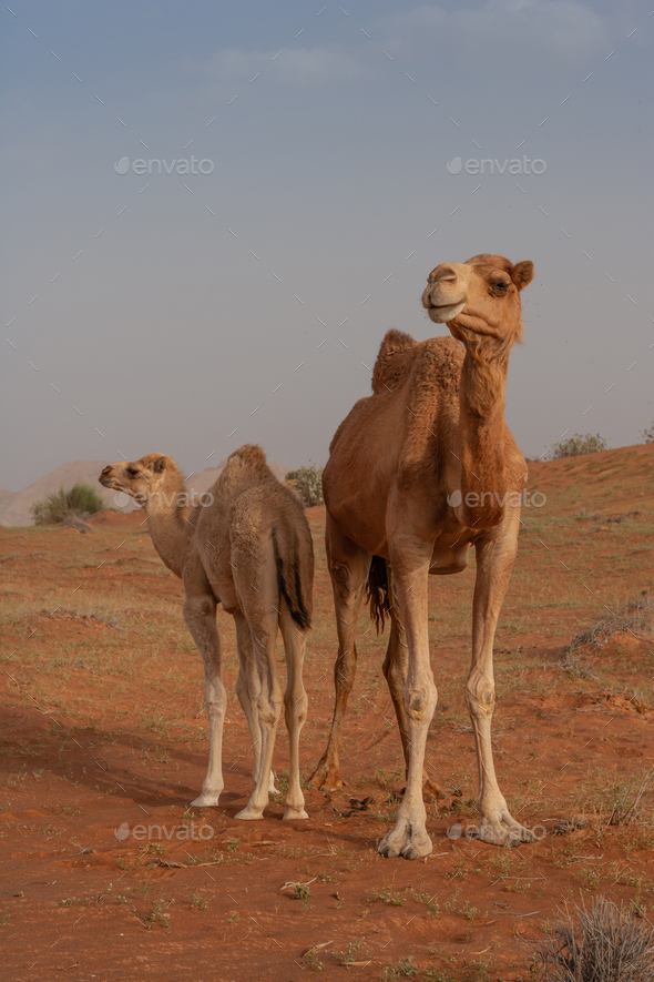 A Camel With Her Calf - Stock Photo - Images