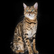 bengal cat in studio - PhotoDune Item for Sale