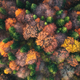 Aerial view of beautiful colorful autumn forest. Top view - PhotoDune Item for Sale