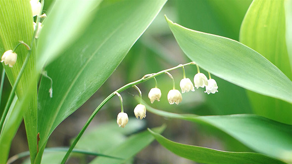 Lily Of the Valley Closeup Macro