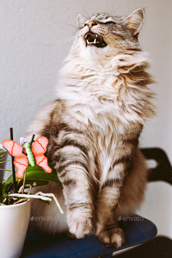 Domestic cat with orchid flower