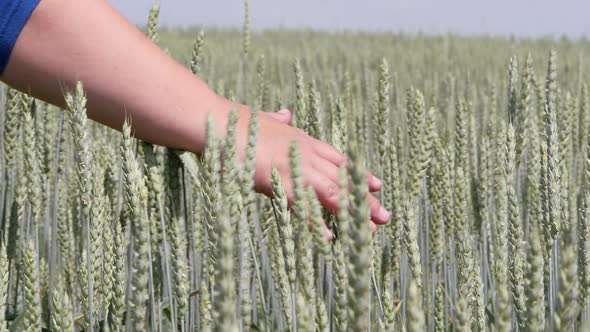 Field. Woman's Hand Stroking the Ears of Grain Crops. alt