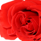 Red rose - PhotoDune Item for Sale