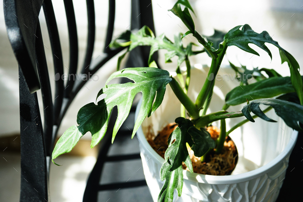 Philodendron elegans close-up in the interior. Houseplant Growing and