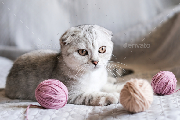 A cute kitten sits with skeins of thread on the sofa. Cute scottish fold kitten and balls of yarn