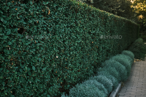 Square shaped green hedge fence separated from walkway