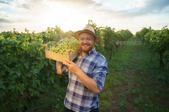Young male farmer hold lift box of grapes on shoulder,smiling and looking at the camera.
