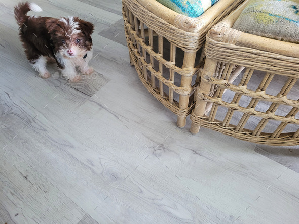 Cute shorkie puppy on floor in house watching owner.