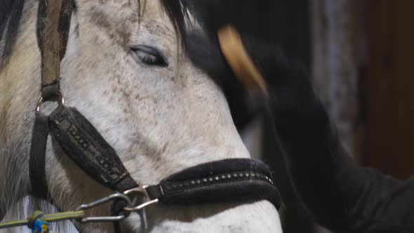 A Man Cleans a Horse with a Brush Closeup alt