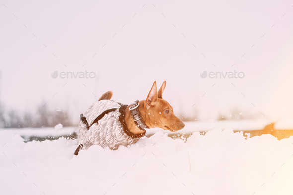 Young Funny Dog Red Brown Miniature Pinscher Pincher Min Pin Playing And Running Outdoor In Snow