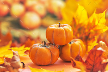 Autumn still life . Fallen maple leaves and orange pumpkins. Autumn harvest.