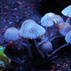 Small mushrooms toadstools. Psilocybin mushrooms under ultraviolet light. Selective focus - PhotoDune Item for Sale