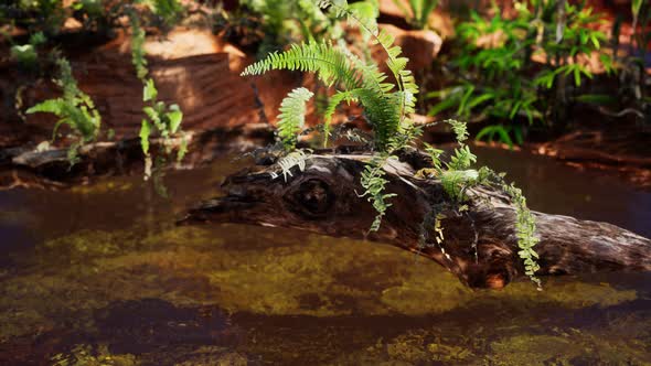 Tropical Golden Pond with Rocks and Green Plants alt
