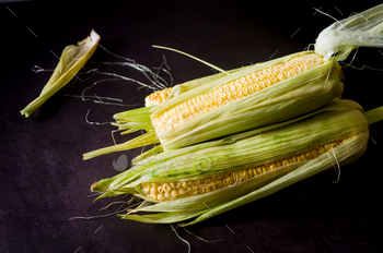 Fresh young corn on cobs on rustic dark table