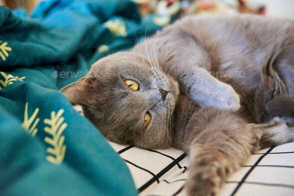 Cute gray british shorthair cat lies in bed. Funny pet settled down comfortably to sleep