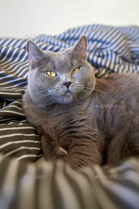 Cute gray british shorthair cat lies in bed. Funny pet settled down comfortably to sleep