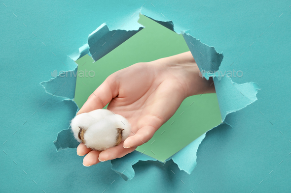Female hand holds a cotton flower through a torn hole in paper