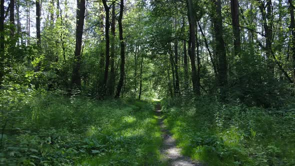 Trees in the Forest By Summer Day alt