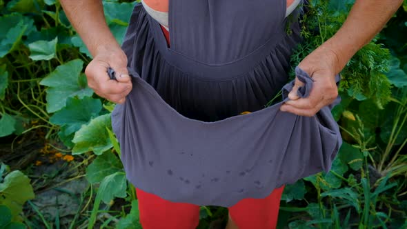 Senior Woman Makes Preservation of Vegetables alt