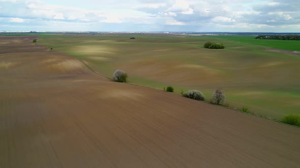 Slow Flight Over Sown Fields with Flowering Lonely Trees