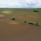 Slow Flight Over Sown Fields with Flowering Lonely Trees - VideoHive Item for Sale