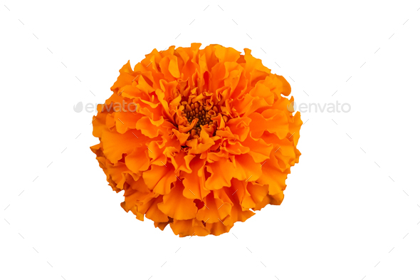 Beautiful orange marigold flower isolated on white background with ...