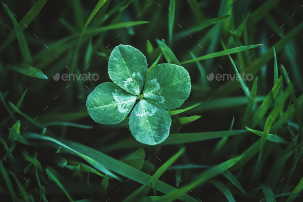 Four leaf clover growing in green grass, lucky charm and good luck concept, copy space